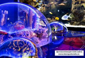 Florya Aquarium i Istanbul - ett undervattensrike i staden