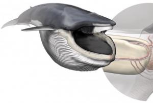 Steder på jorden hvor du kan se hvaler Hvaler puster oksygen